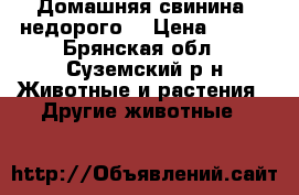 Домашняя свинина, недорого. › Цена ­ 250 - Брянская обл., Суземский р-н Животные и растения » Другие животные   
